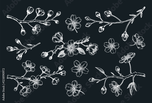 Sakura flower sketches. Cherry blossom vector illustration. Hand-drawn spring flowers. Japanese style. Not AI generated