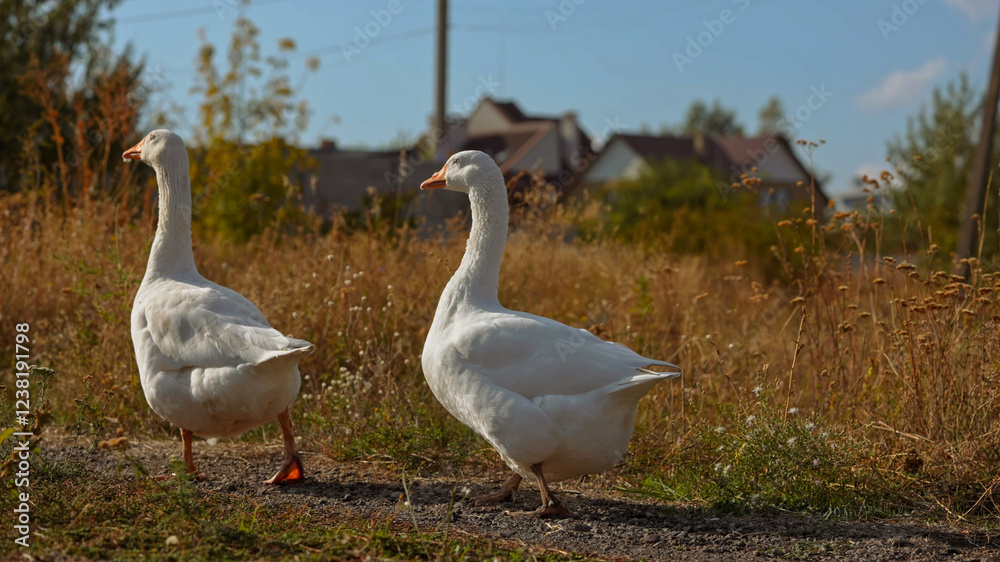 White Geese Walking in a Rural Landscape White Geese Walking in a Rural Landscape