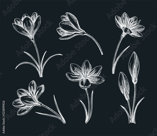 Saffron flower sketches set. Hand drawn crocus flower vector illustration. Wildflower chalk drawing. Spring design elements. NOT AI generated
