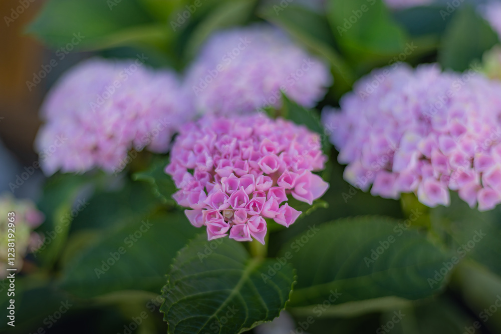 Hydrangeas blooming in June in Kamakura, Kanagawa Prefecture, Japan Hydrangeas blooming in June in Kamakura, Kanagawa Prefecture, Japan