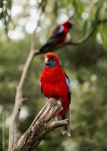 parrot