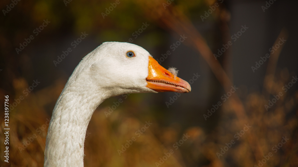 White goose with orange beak in nature White goose with orange beak in nature