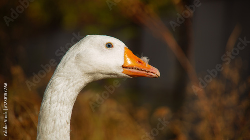 White goose with orange beak in nature