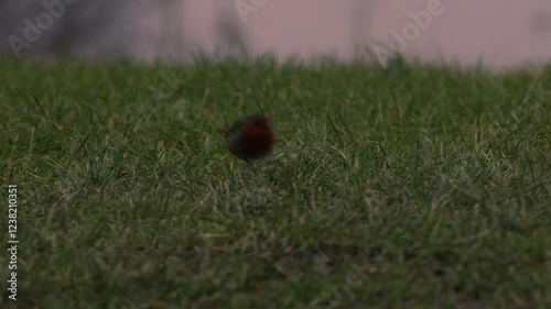 Wallpaper Mural Robin red breast small bird hopping in the grass Torontodigital.ca