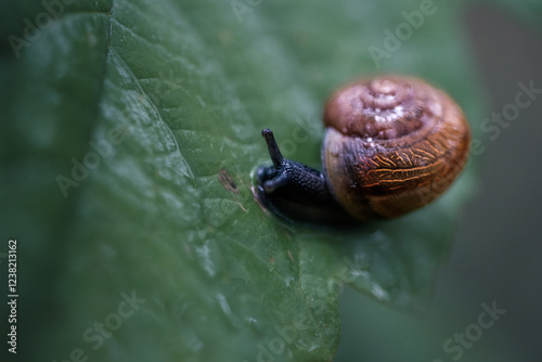 Schnecke auf einem Blatt