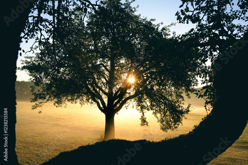 Baum Silhouette bei Sonnenaufgang und Nebel