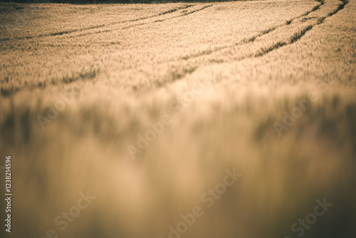 Getreidefeld im Abendlicht