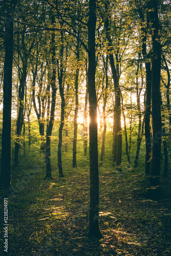 Bild auf Leinwand Herbstwald im Sonnenlicht auf der Schwäbischen Alb