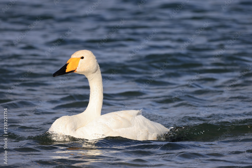 Fototapeta premium white swan on the water