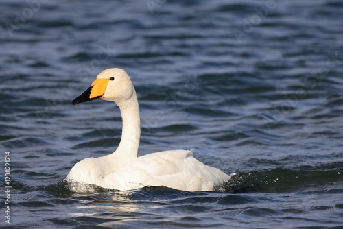 Fototapeta Naklejka Na Ścianę i Meble -  white swan on the water