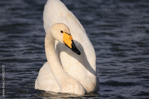 Fototapeta Naklejka Na Ścianę i Meble -  swan on the lake