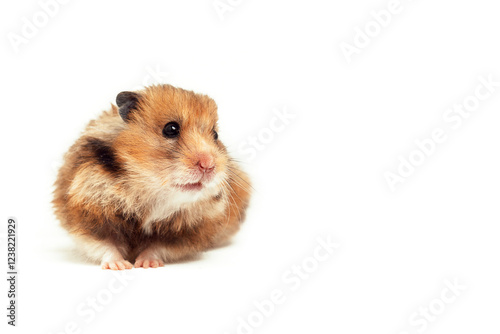 Gold hamster isolated on white background, copy space for text to the right. Cute little hamster, pet. Studio shot. Veterinary practice