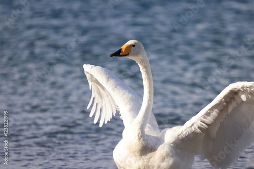 Fototapeta Naklejka Na Ścianę i Meble -  swan showing off its wing