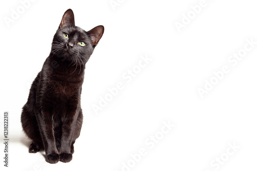 Black cat with green eyes isolated on white background looking up, copy space for text to the right, studio shot