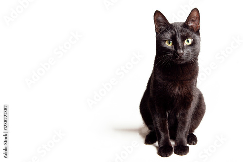 Black cat with green eyes isolated on white background looking at the camera, copy space for text at left, studio shot