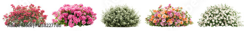 Flower bush png cut out element set, transparent background photo