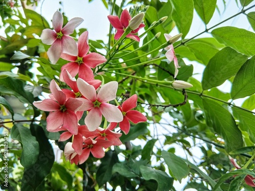 Fototapet Combretum indicum or Chinese honeysuckle or Rangoon creeper flower blooming, col
