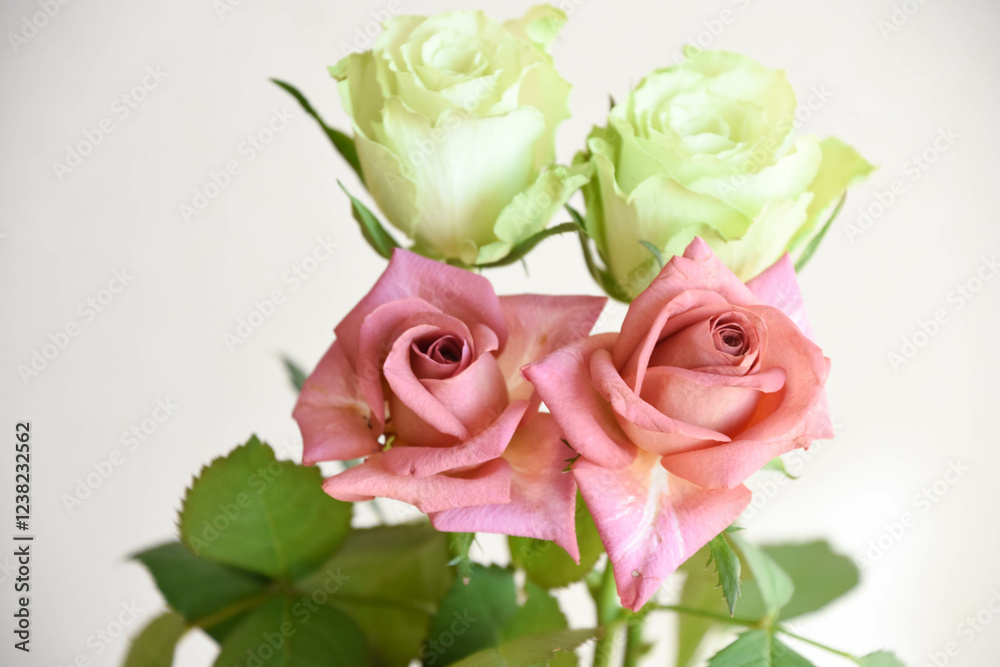 ブラウンと緑のばら