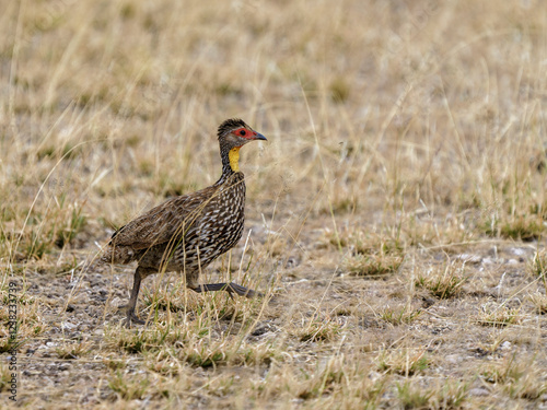Francolin à cou jaune photo