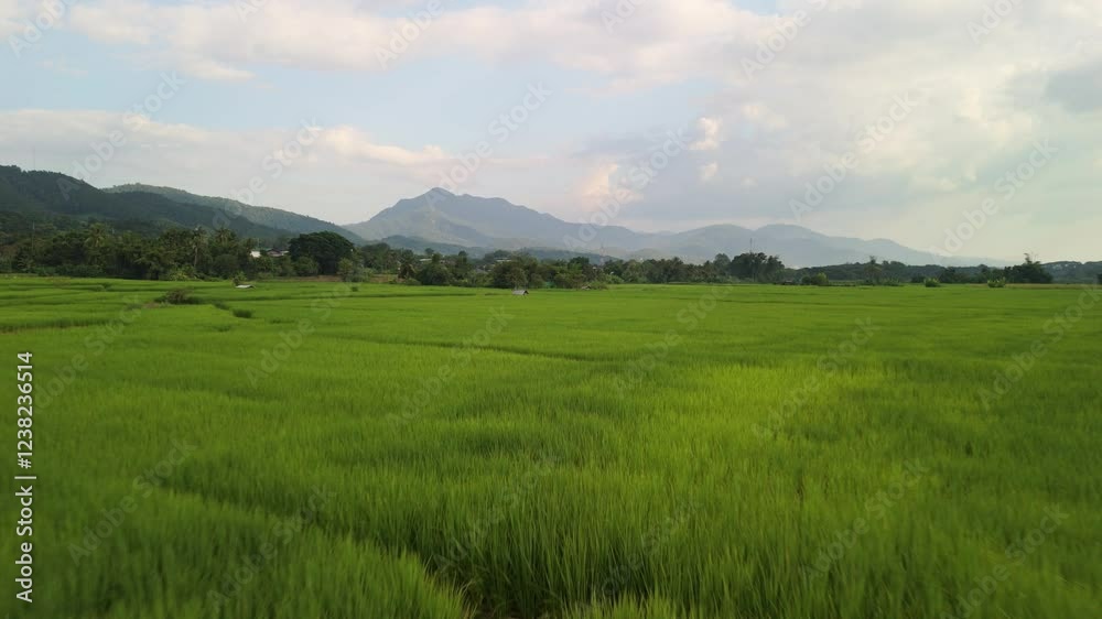Endless Green – Lush Rice Fields Stretching to the Horizon with Rolling Mountains in the Background of Mae Sariang, Thailand