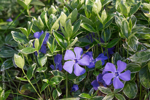 Close-up of blue periwinkle, flower beds, borders and rock gardens. Periwinkle contains vincamine to improve blood circulation. In folk medicine periwinkle for the treatment of wounds and as sedative photo