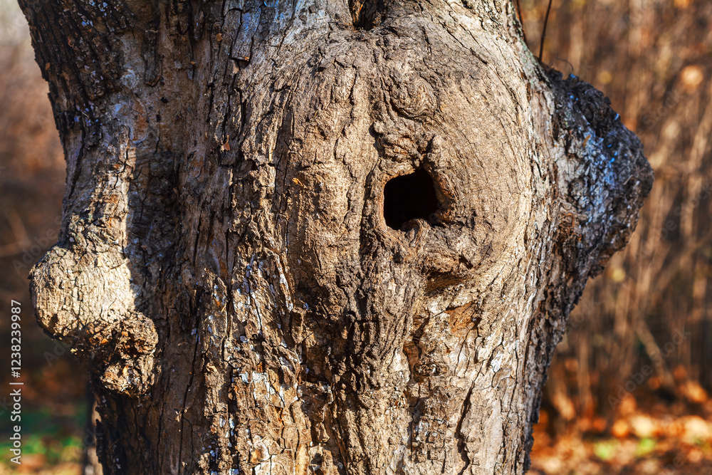 Fototapeta premium Noticeable hole in trunk, which could potentially serve as a nest for wildlife. Rough bark texture with various shades of brown and gray, makes natural formation of knot and hole visually interesting