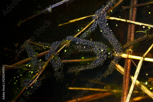 Obraz na płótnie Laichschnur der Knoblauchkröte // Spawning line of the common spadefoot (Pelobat