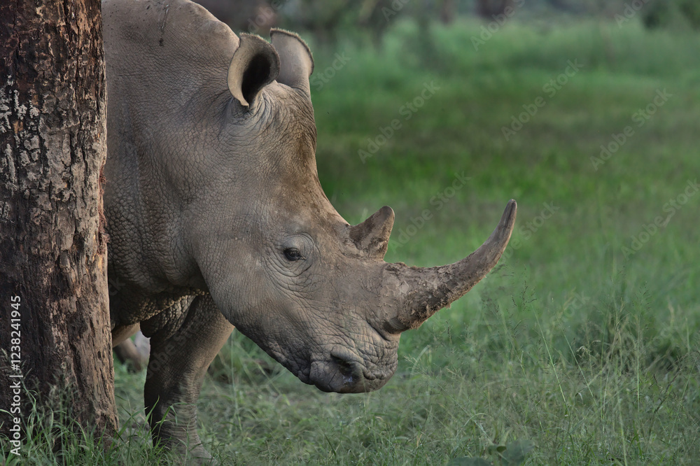 Fototapeta premium southern white rhino rubs its body against a tree trunk to relieve itself of itches and parasites in the wild solio game reserve, kenya,