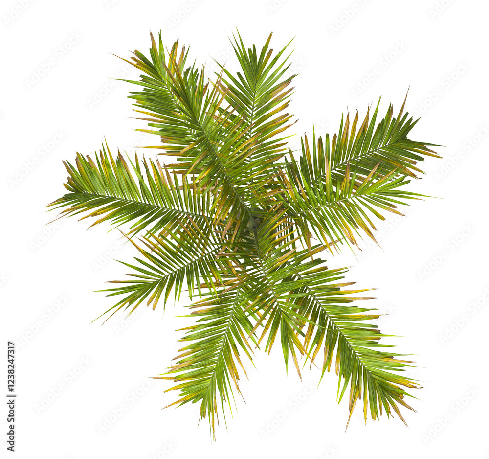 palm Tree isolated transparent background. Hyophorbe verschaffeltii. big palm tree with green leaves top view on white background. palm tree leaves PNG. Isolated palm tree transparent PNG. bottle palm palm Tree isolated transparent background. Hyophorbe verschaffeltii. big palm tree with green leaves top view on white background. palm tree leaves PNG. Isolated palm tree transparent PNG. bottle palm