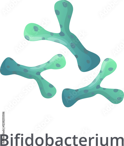 Bifidobacterium probiotic bacteria are essential for maintaining a healthy gut microbiome, improving digestion, boosting the immune system, and promoting overall well being