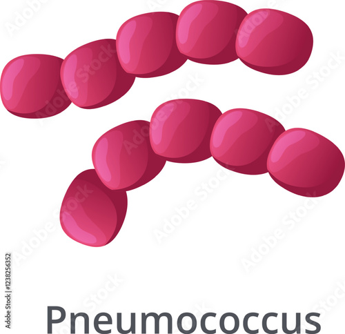 Streptococcus pneumoniae, or pneumococcus, are gram positive bacteria forming chains, responsible for various infections like pneumonia, meningitis, and otitis media