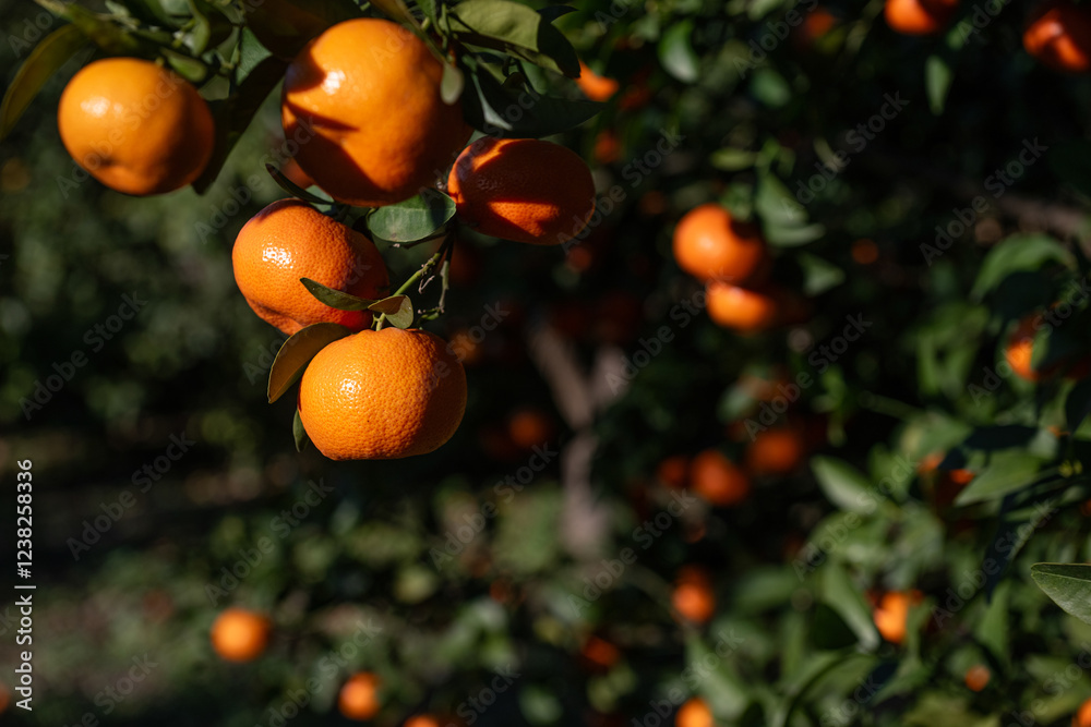 Ripe, delicious tangerine fruits on a branch in a tangerine orchard. Ripe, delicious tangerine fruits on a branch in a tangerine orchard.
