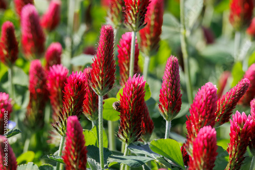 Red flowering incarnate clover in a field near Prittriching in Bavaria as bee pasture