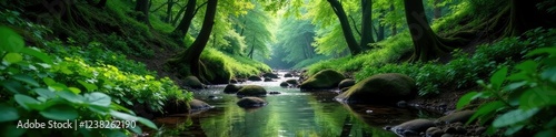 Dense foliage surrounds a serene forest stream, water, landscape