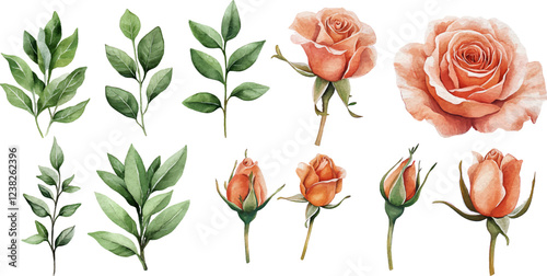Watercolor botanical illustration with peach roses and green leaves