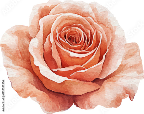 Watercolor peach rose illustration with delicate petals