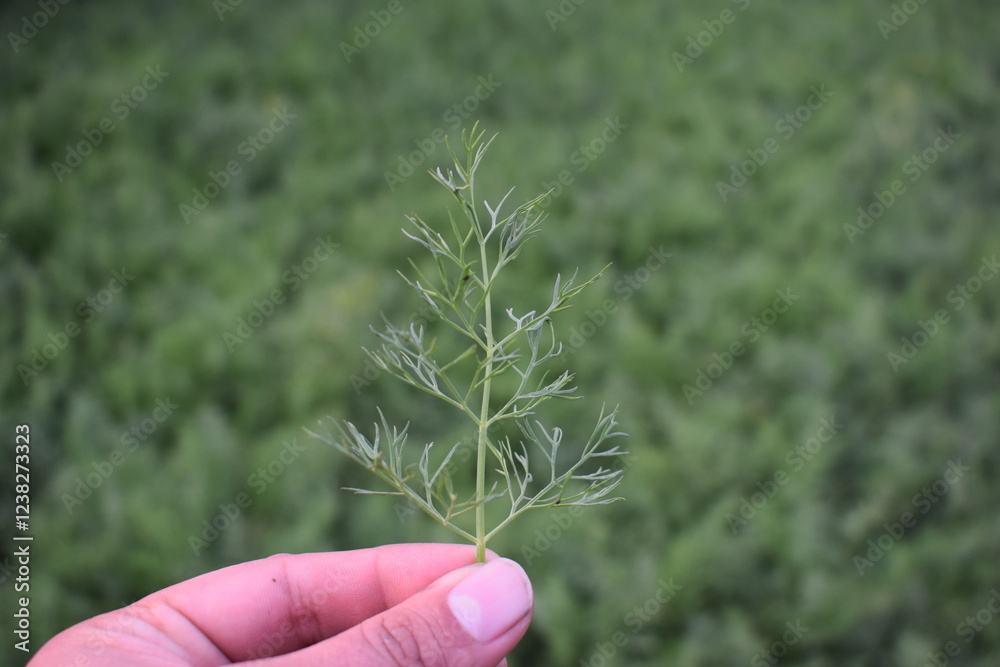 in male hand female Young dill field, top view. Green dill plants for publication, design, poster, calendar, post, screensaver, wallpaper, postcard, banner, cover, website. High quality photography in male hand female Young dill field, top view. Green dill plants for publication, design, poster, calendar, post, screensaver, wallpaper, postcard, banner, cover, website. High quality photography