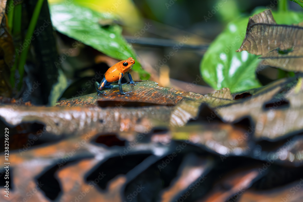 The strawberry poison frog, strawberry poison-dart frog or blue jeans poison frog, Oophaga pumilio, formerly Dendrobates pumilio sitting on a typical brown ground of a tropical rainforest. The strawberry poison frog, strawberry poison-dart frog or blue jeans poison frog, Oophaga pumilio, formerly Dendrobates pumilio sitting on a typical brown ground of a tropical rainforest.