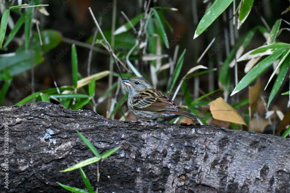 Obraz premium クロジ gray bunting