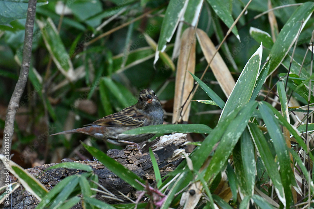 Fototapeta premium クロジ gray bunting