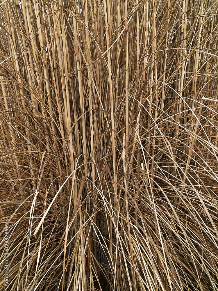 dry reed branches medium shot dry reed branches medium shot