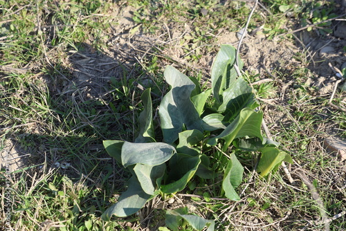 Arum dioscoridis, commonly known as the Spotted arum, is a plant of the arum family (Araceae)