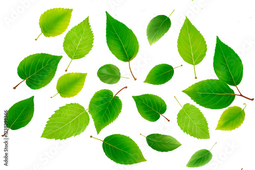 green leaves on white background on a transparent background