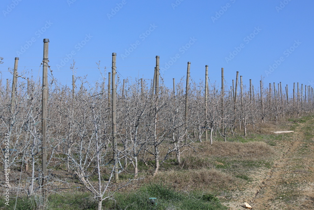 Obraz premium A well-kept dwarf apple orchard treated with Bordeaux mixture