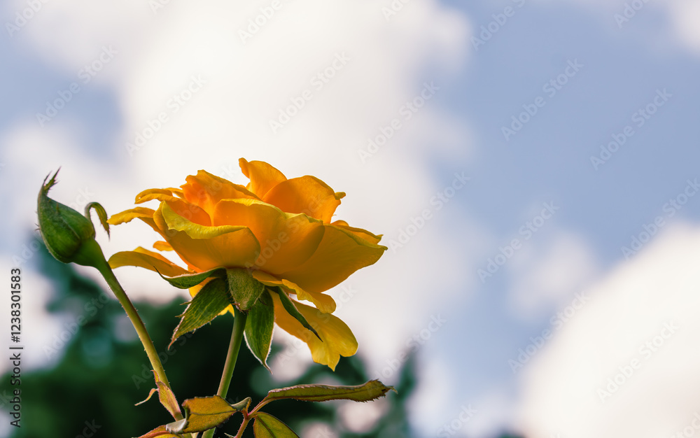 前橋バラ園　薔薇の花74