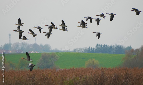 Flock of greyleg geese flying over rural landscape photo