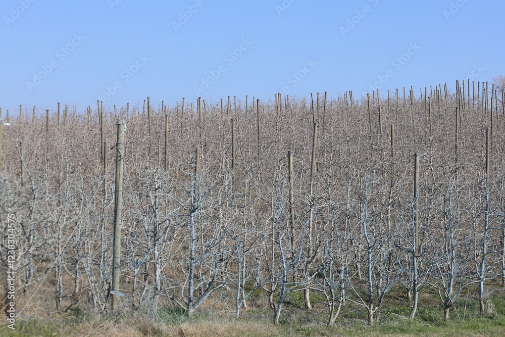 A well-kept dwarf apple orchard treated with Bordeaux mixture