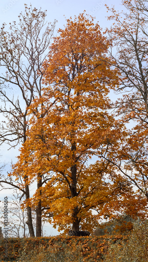 Fototapeta premium a tree with yellow leaves growing in the middle of a field with a forest and blue sky in the background.