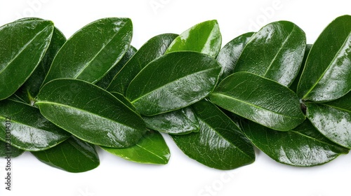 Wallpaper Mural A close-up of shiny green leaves arranged in a decorative pattern. Torontodigital.ca