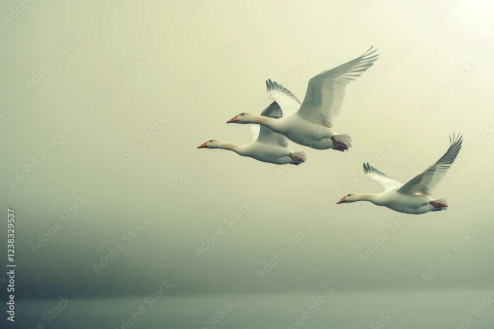 Obraz premium Beautiful white geese flying on a foggy morning. Toned image. Nature and wildlife concept. Generative AI